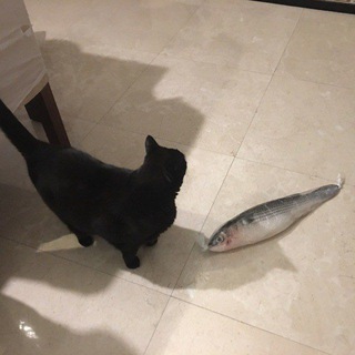 我釣魚係為左比隻貓食🎣🐱